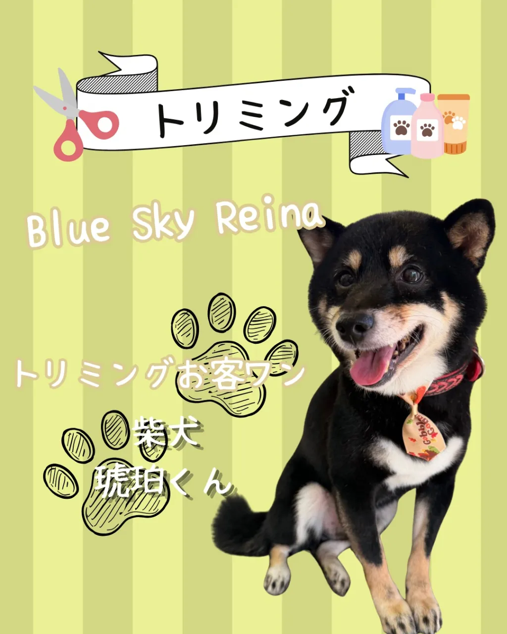 トリミング🐾