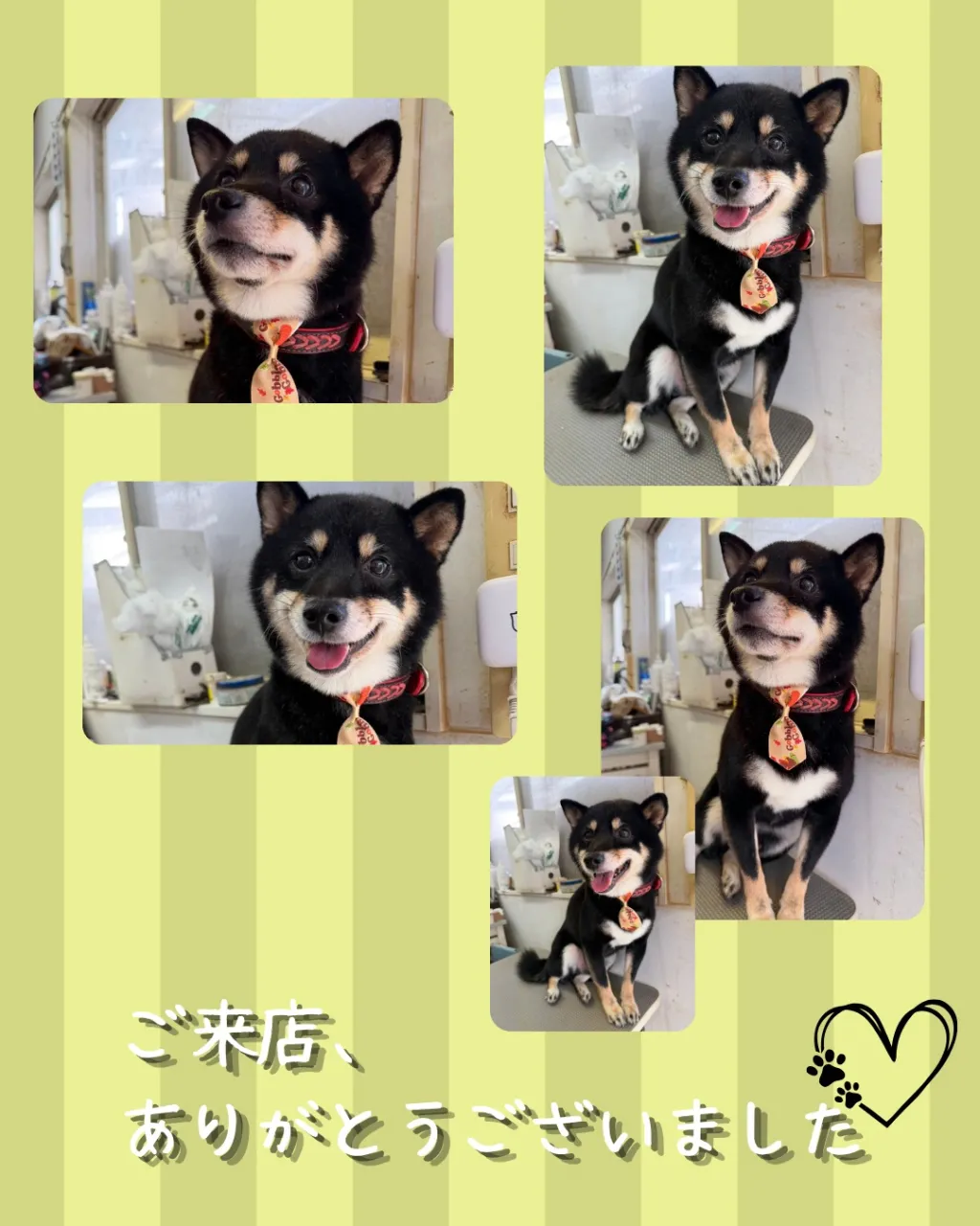 トリミング🐾