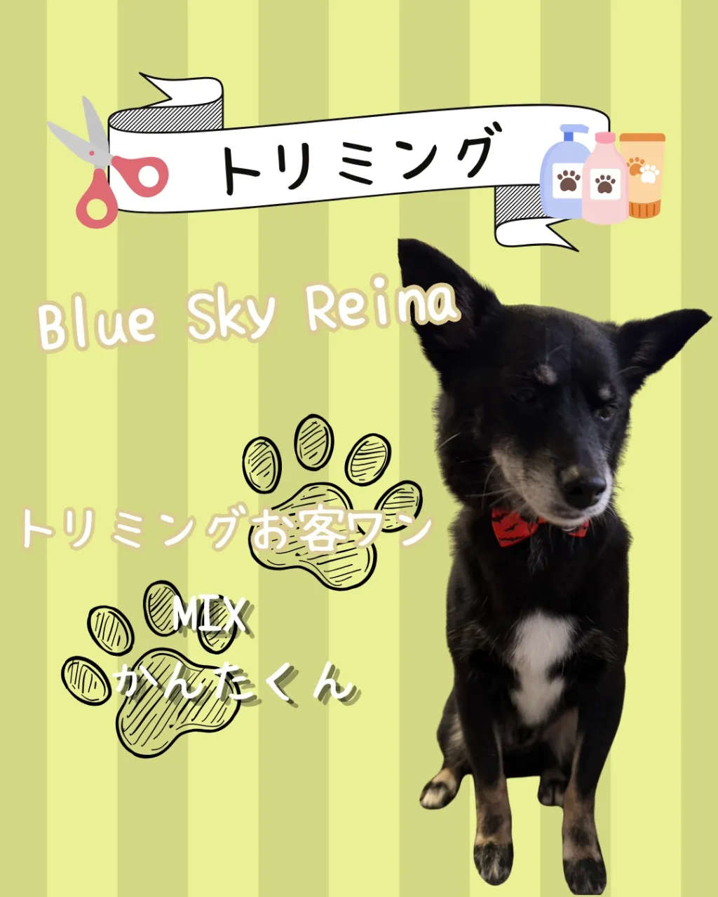 トリミング🐾