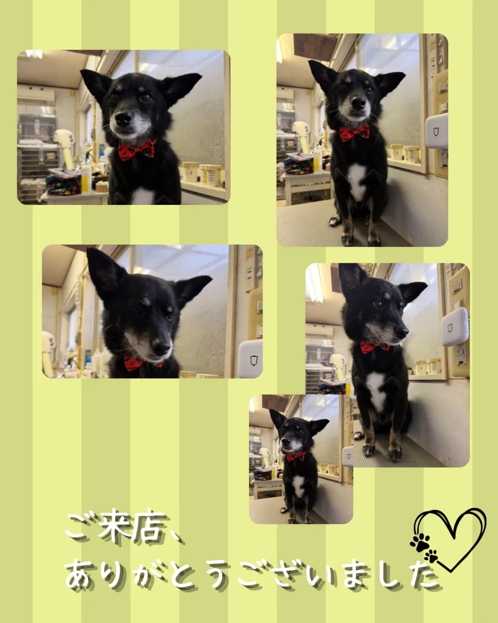 トリミング🐾