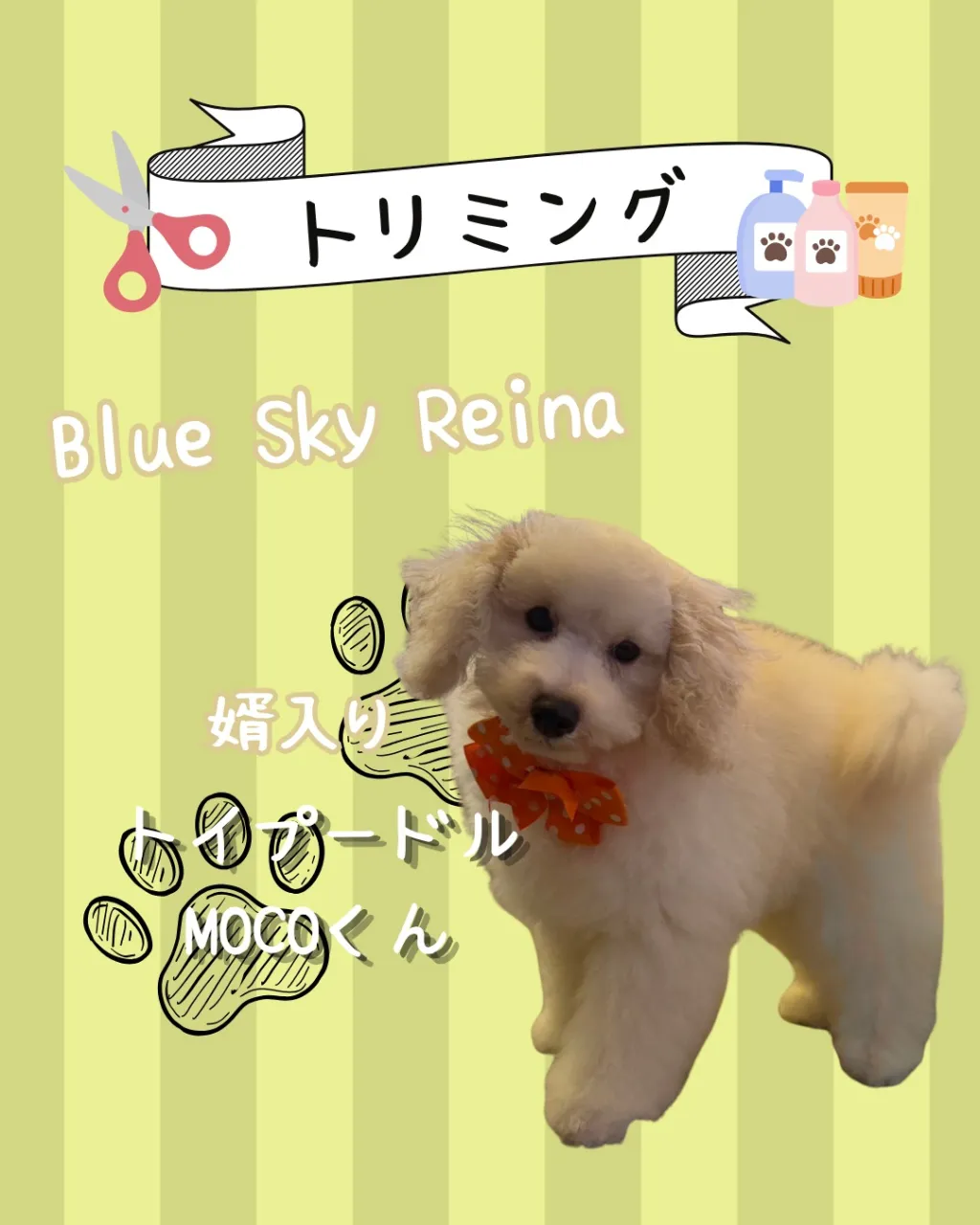 トリミング🐾