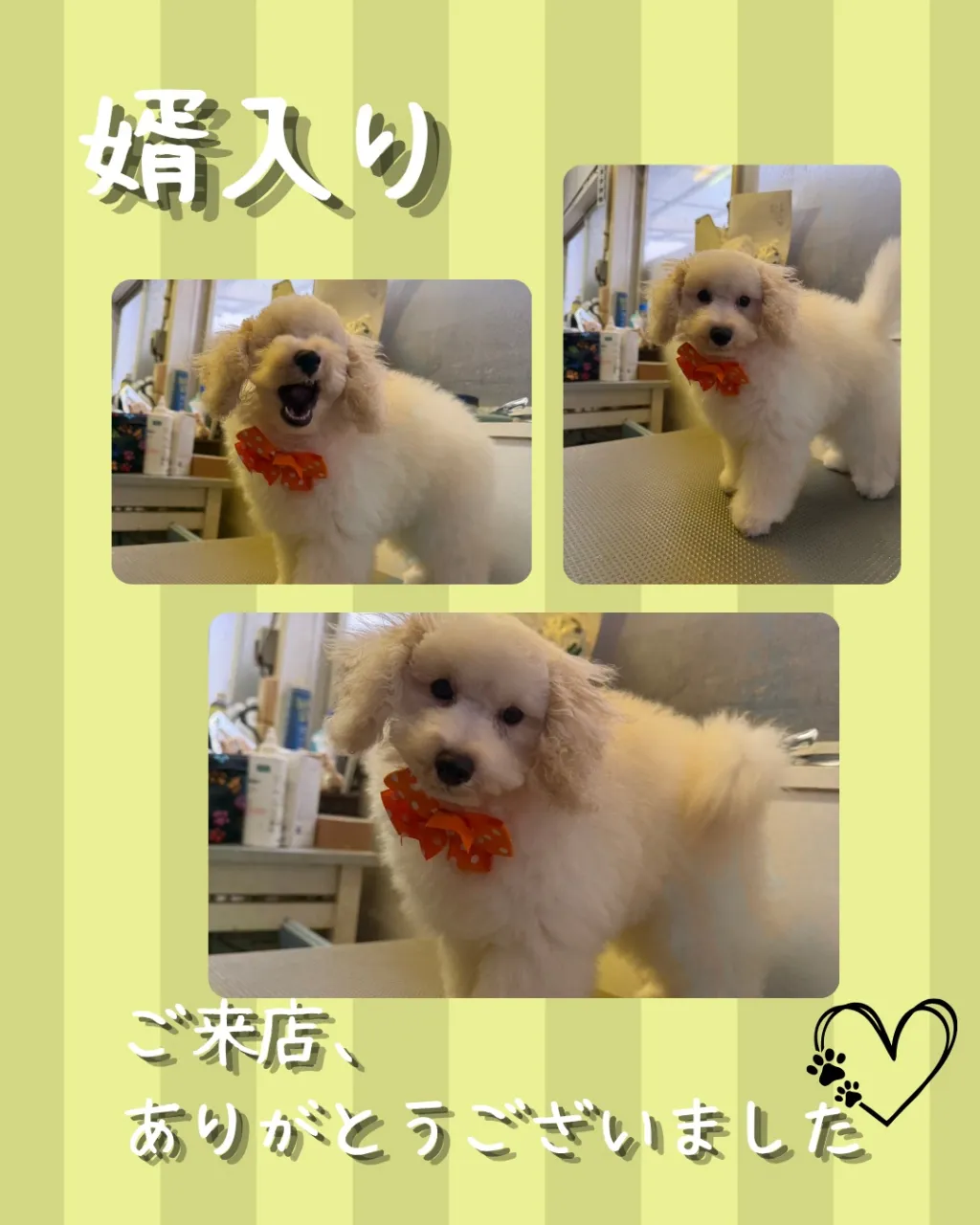 トリミング🐾