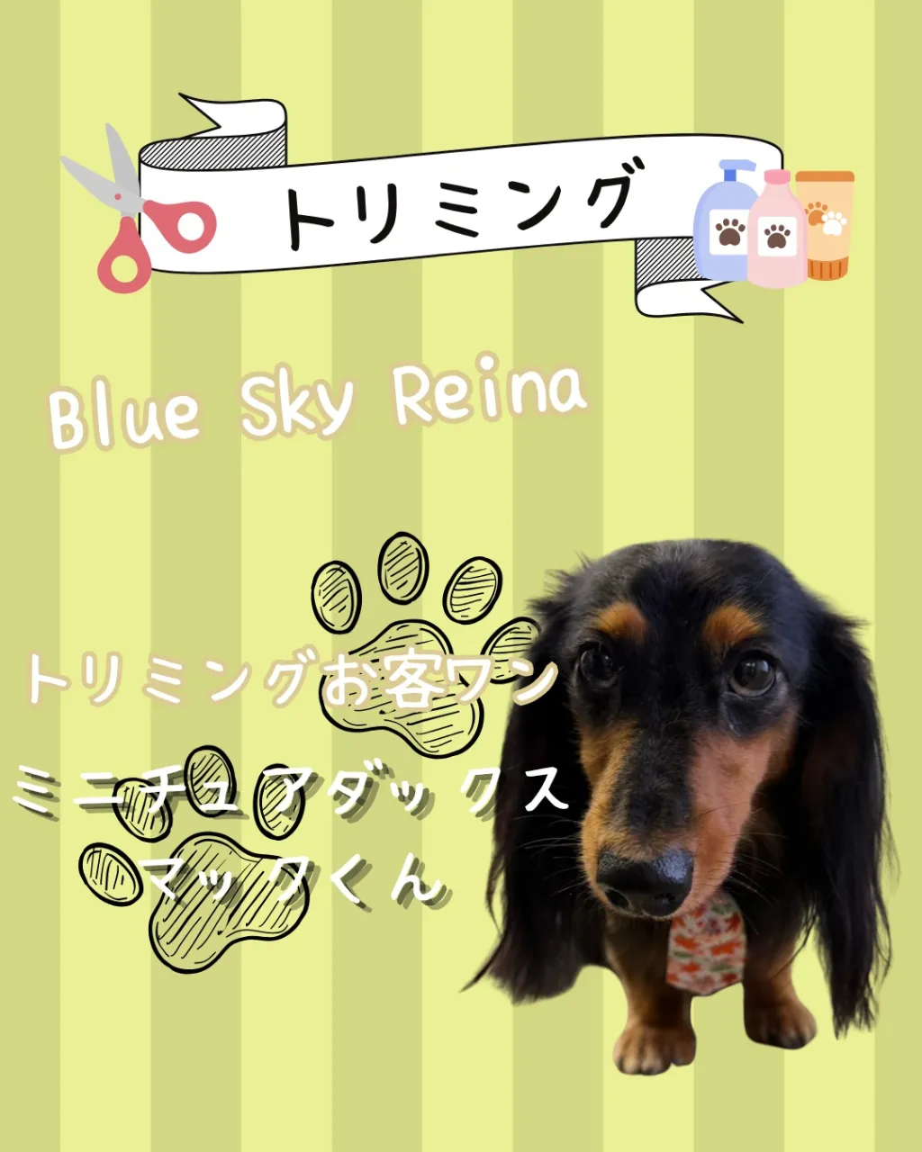 トリミング🐾