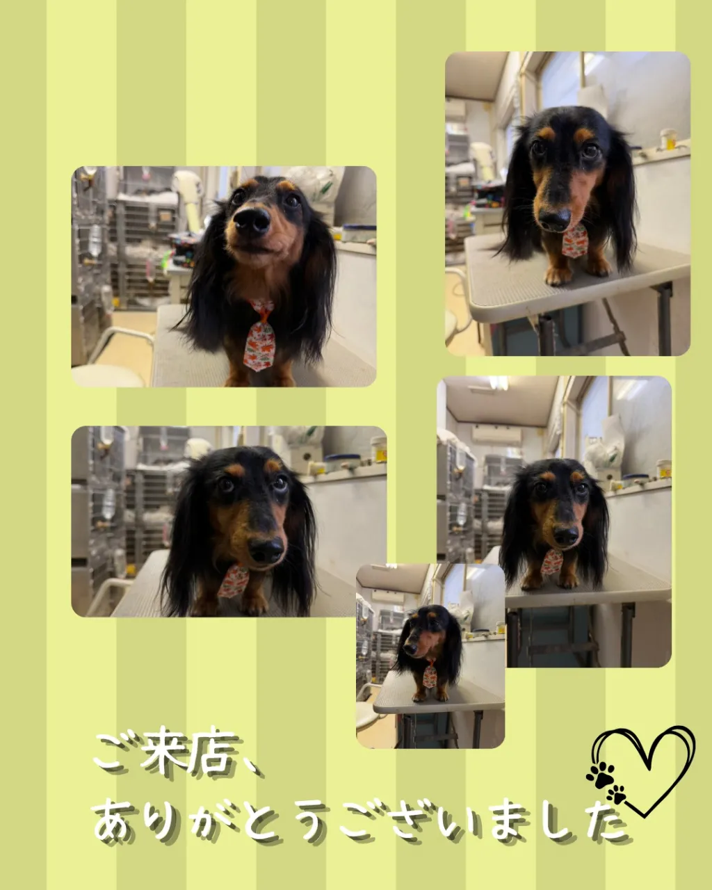 トリミング🐾
